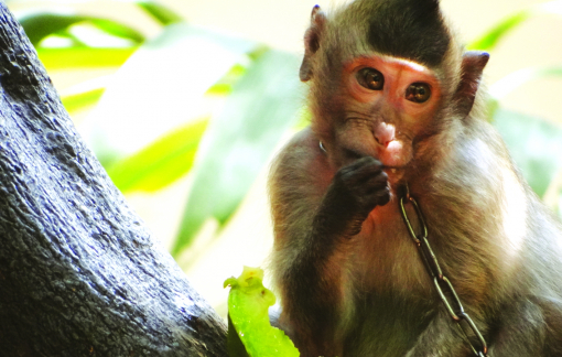 Giải cứu thú hoang trong nhà dân ở Sài Gòn