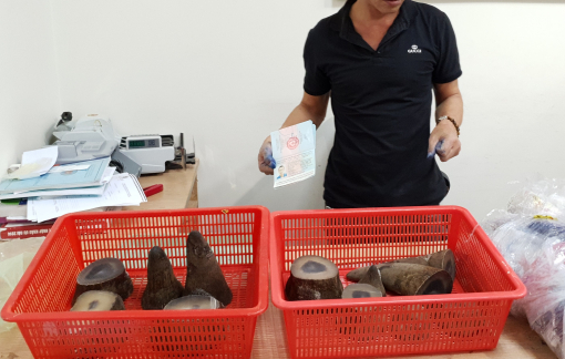 Thu giữ hơn 6,2kg sừng tê giác châu Phi