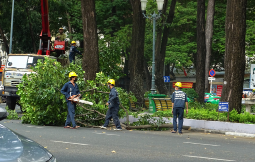 Sài Gòn đang nắng chói chang sao lại cắt tỉa cây xanh?