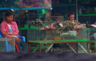 Bộ NN&PTNT đề nghị Long An phải kiểm tra, xử lý dứt điểm "địa ngục chim trời"