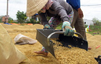 Rất khó xảy ra khan hiếm gạo
