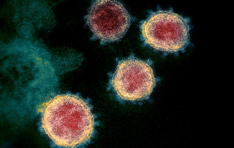 Ít nhất 8 chủng COVID-19 đang hoành hành trên khắp thế giới