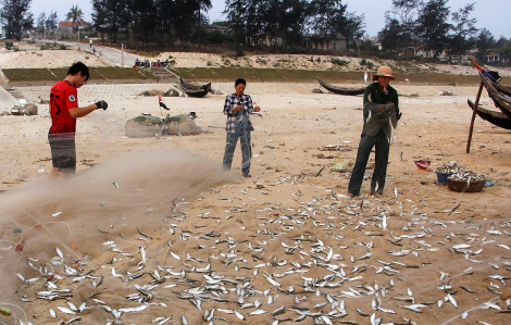 Thừa Thiên - Huế: Tạm ngưng đánh cá, nơi… bóp, nơi… thả