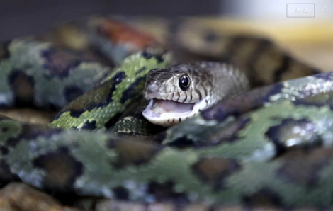 Làng rắn Trung Quốc giảm quy mô sau lệnh cấm buôn bán động vật hoang dã