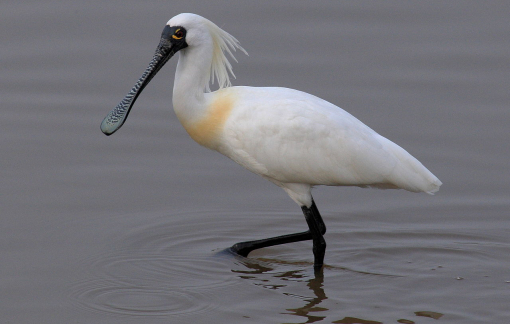 Phát hiện loài chim gần tuyệt chủng ở hồ nước ngọt lớn nhất Trung Quốc