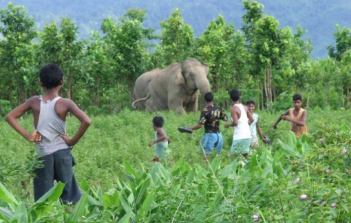 Sức ép từ con người lên động vật hoang dã làm tăng nguy cơ lan truyền bệnh mới