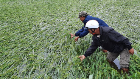 Hơn 10.000ha lúa có nguy cơ mất trắng do mưa lớn