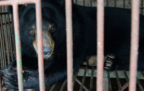 Phương thuốc mật gấu trị COVID-19 của Trung Quốc đánh động các tổ chức bảo vệ động vật
