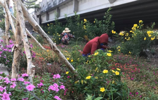 Trồng hoa trong mùa dịch