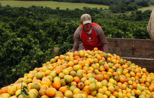 COVID-19 tăng nguy cơ khủng hoảng lương thực