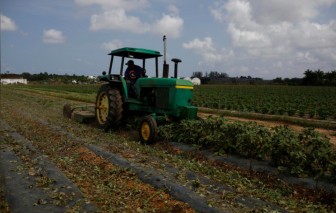 Mỹ viện trợ 19 tỷ USD cho nông dân giữa đại dịch COVID-19