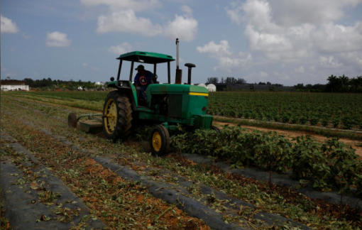 Mỹ viện trợ 19 tỷ USD cho nông dân giữa đại dịch COVID-19