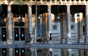Thiên nhiên hoang dã "trở mình" trong thời gian phong toả vì dịch bệnh COVID-19