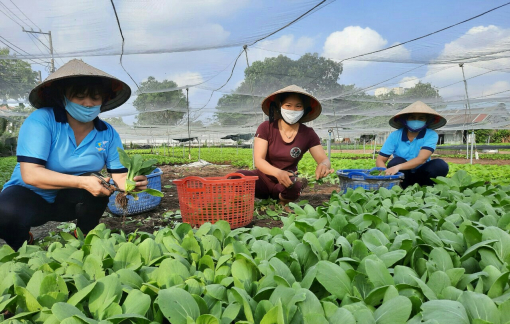 Mang rau củ nhà trồng và mua cá về tẩm ướp tặng bà con nghèo
