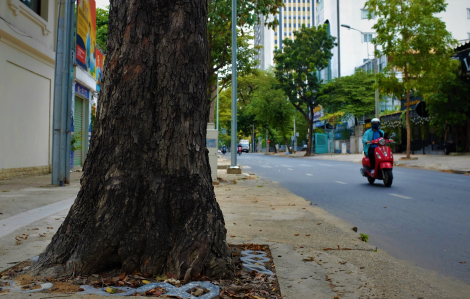 Chuyện từ cây vấp cổ thụ độc nhất trên đường phố Sài Gòn