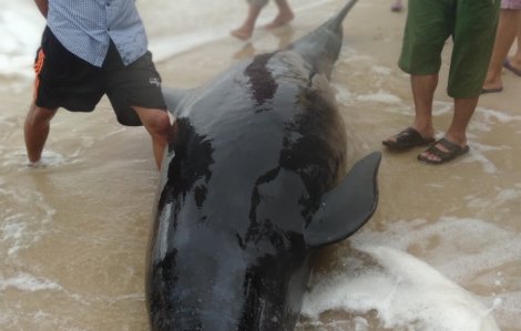 Video người dân giải cứu cá heo nặng hơn 300kg mắc cạn ở bờ biển Quảng Điền