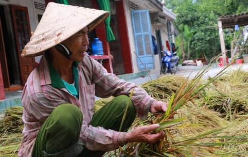Ngày buồn trên đồng lúa mùa thu hoạch