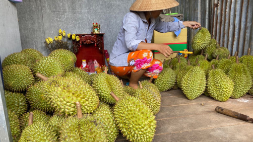 "Vua của các loại trái cây" đại hạ giá ở vỉa hè Sài Gòn, vì sao?