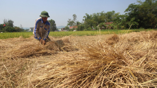 Bài học từ rơm