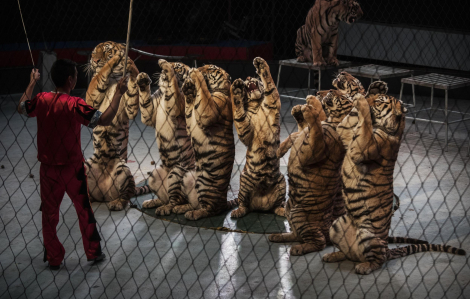 Hàng ngàn động vật hoang dã Nam Phi bị buôn lậu đến Trung Quốc