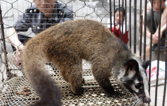 Trung Quốc áp dụng chính sách bồi thường để xóa bỏ nạn buôn bán động vật hoang dã