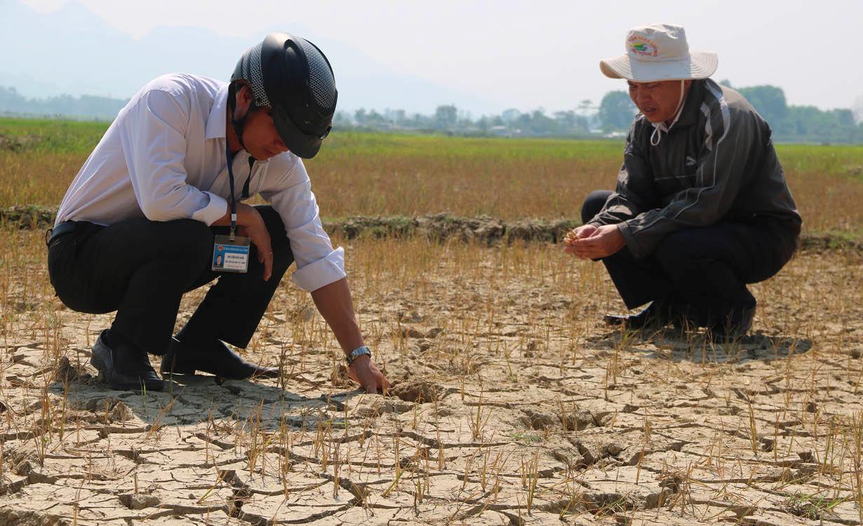 Cánh đồng  lúa ở xã A Ngo (Huyện A Lưới)  “chết cháy”, đất nứt nẻ do hạn nặng.