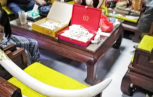 Bị truy quét, giới buôn lậu ngà voi dạt sang Campuchia