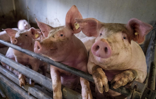 Cúm lợn mới tìm thấy ở Trung Quốc có khả năng lây sang người, gây ra đại dịch