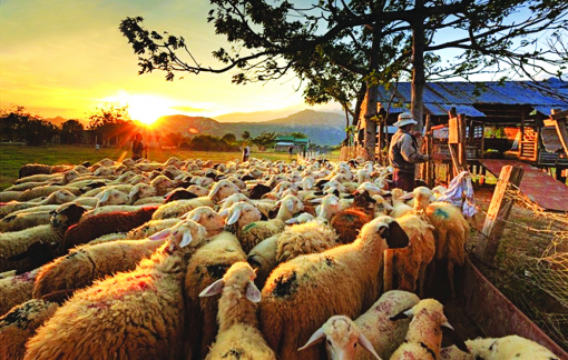 Truyện ngắn - Những con cừu gió