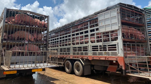 Heo sống nhập khẩu từ Thái Lan về thẳng Đồng Nai