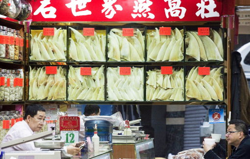 Ngành khai thác vi cá bùng nổ thời giãn cách xã hội