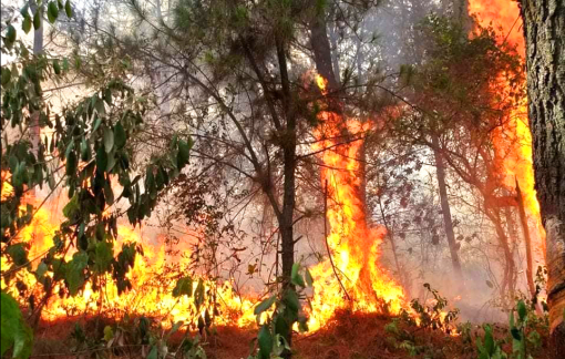 Triệu tập người phụ nữ đốt rác bất cẩn làm cháy rừng thông