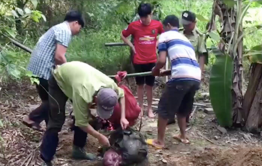 “Lâm tặc” xẻ thịt bò tót, dùng bình xịt hơi cay tấn công kiểm lâm