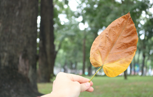 "Đi ngắm rừng" trong thành phố