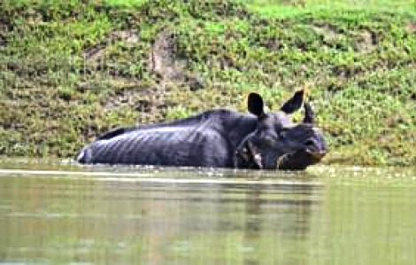 Tám con tê giác quý hiếm chết đuối vì lụt ở Ấn Độ