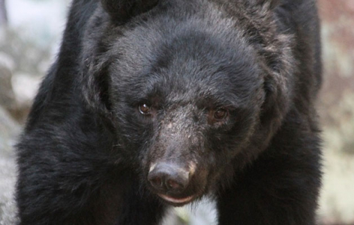 Cụ bà 82 tuổi ở Nhật tay không đánh đuổi gấu