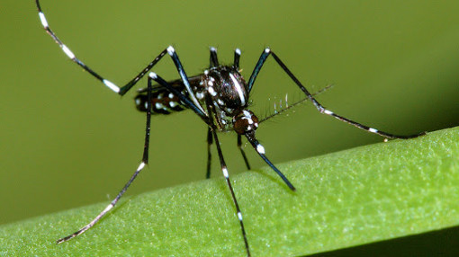 Chikungunya - “bệnh lạ” mà không lạ
