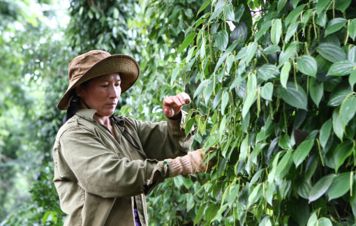 58 container hồ tiêu kẹt tại Nepal tái xuất về Việt Nam
