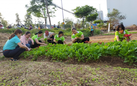 Chăm chút mảng xanh đô thị