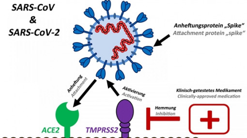 Virus SARS-CoV-2 ở Đà Nẵng là chủng mới, lần đầu xuất hiện ở Việt Nam