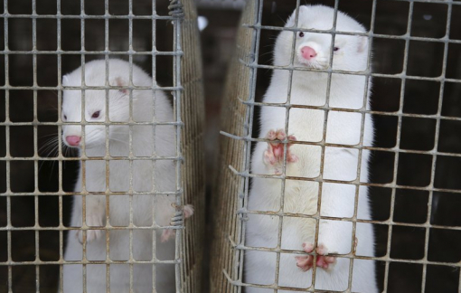 Các nhà khoa học nghiên cứu sự bùng phát dịch COVID-19 ở chồn tại châu Âu