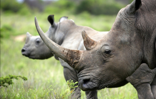 Tê giác và động vật hoang dã bị đe doạ trước dịch COVID-19