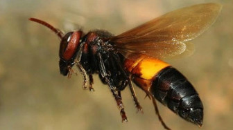 Nam bệnh nhân rơi vào hôn mê khi bị ong đốt 5 - 6 mũi