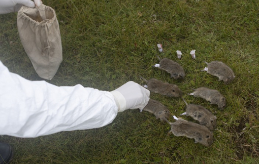 Trung Quốc ban hành cảnh báo y tế cấp độ 3 sau khi 1 bệnh nhân dịch hạch tử vong