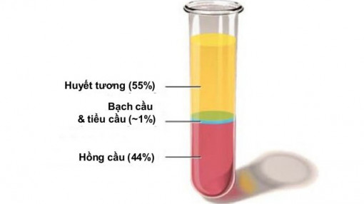 Bệnh nhân hết COVID-19 hiến huyết tương có hại gì không?