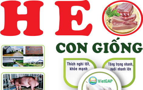 Con giống tốt, thịt heo chất lượng