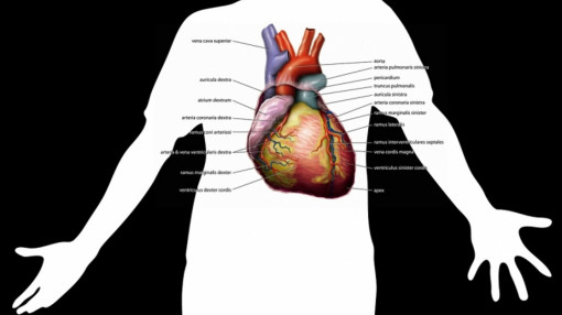 Stress và tức giận ảnh hưởng đến nguy cơ suy tim