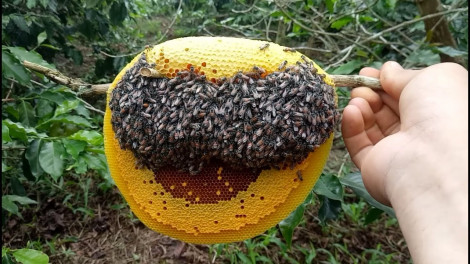 Mật ong giúp chữa cảm lạnh tốt hơn cả thuốc