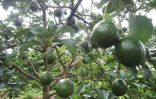 Bơ booth rớt giá còn 20.000-30.000 đồng/kg