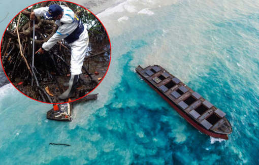 Hàng ngàn tấn dầu tràn có thể gây chết rừng ngập mặn